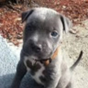 Meet your Posher, Zabian